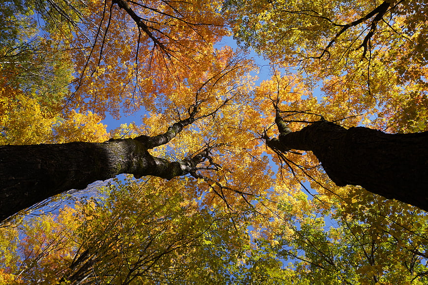 Low angle view of autumn tree canopy against blue sky