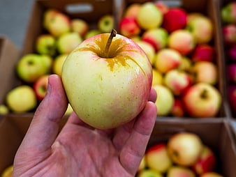 Hand holding fresh apple at farmers market