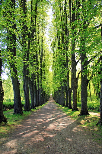 Tree-lined gravel path in a lush green forest