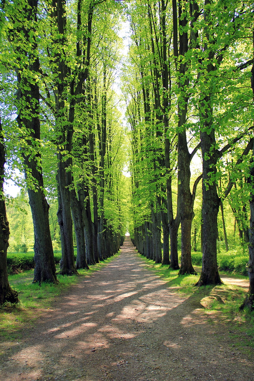 Tree-lined gravel path in a lush green forest