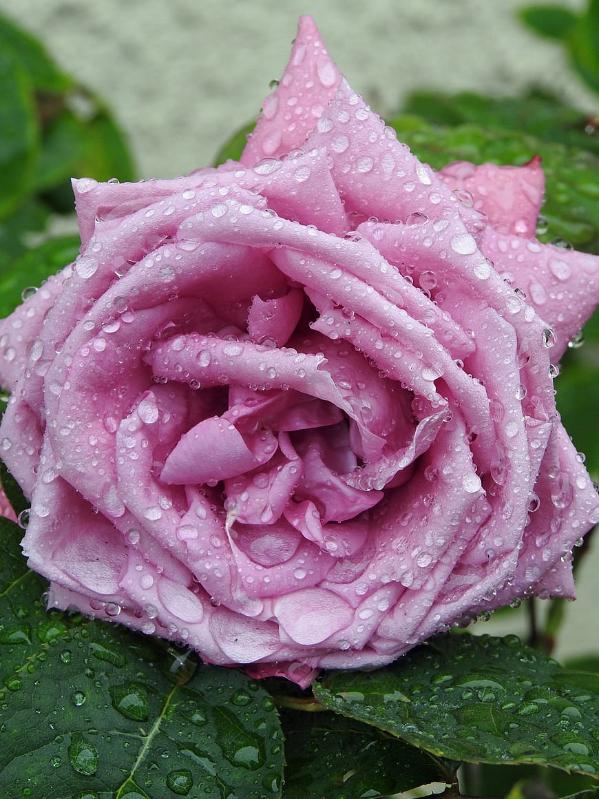 Close-up of a pink rose with water droplets on petals