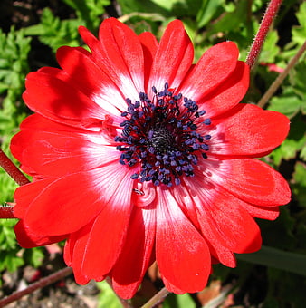 Vibrant red anemone flower close-up with dark center