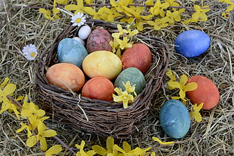 Colorful Easter Eggs in Wicker Nest with Yellow Flowers