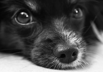 Close-up black and white portrait of a puppy's nose and eyes