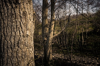 Close-up of textured tree bark in a forest