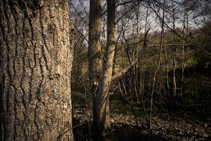 Close-up of textured tree bark in a forest