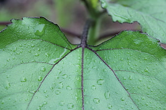 Close-up of green leaf with water droplets and purple veins