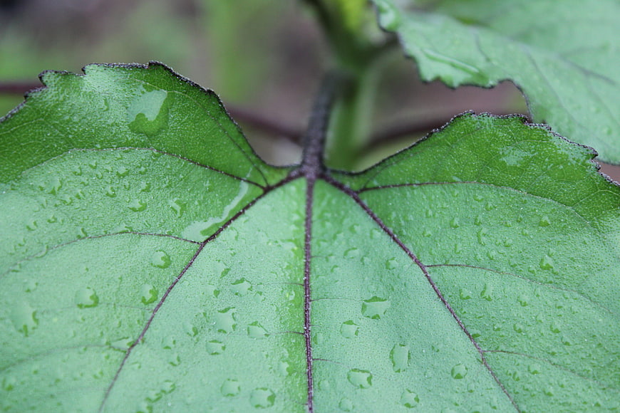 Close-up of green leaf with water droplets and purple veins