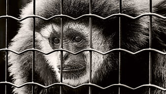 Sad Monkey Face Behind Wire Fence in Black and White