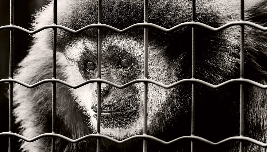 Sad Monkey Face Behind Wire Fence in Black and White