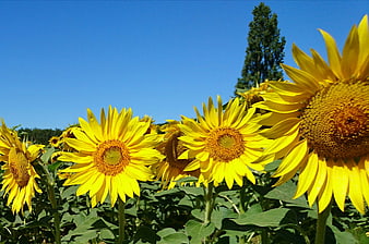 Vibrant Sunflowers in a Field Under Blue Sky
