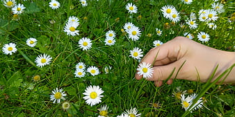 Hand touching white daisies in green grass field