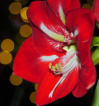 Close-up of Red and White Amaryllis Flower with Bokeh