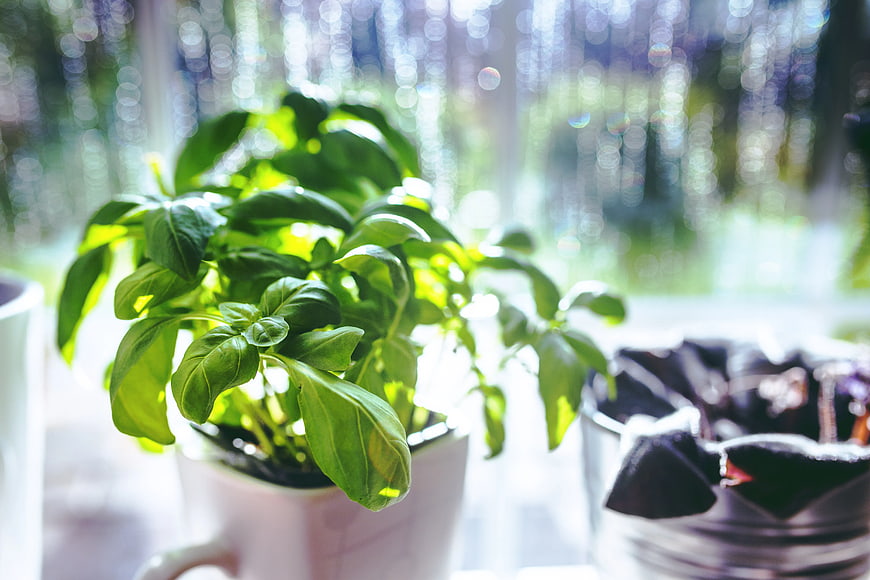 Fresh Basil Plant in White Mug on Sunny Windowsill