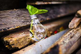 Green plant sprouting from light bulb on wood
