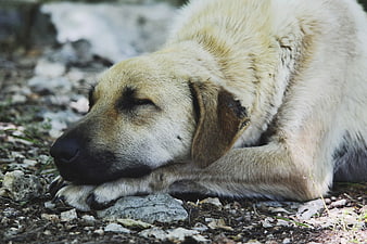 Sleeping beige dog resting on rocky ground outdoors