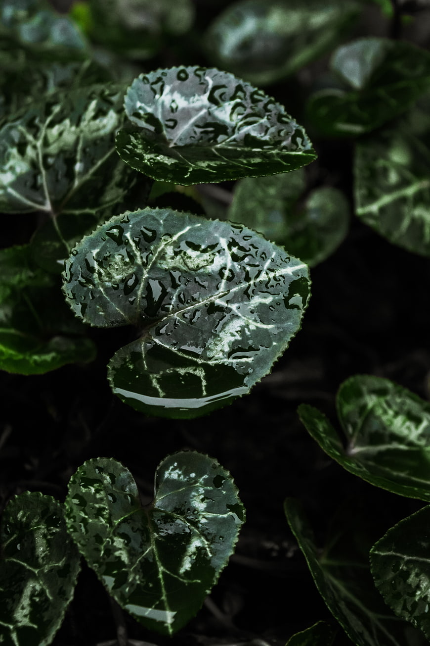 Wet variegated cyclamen leaves with water droplets