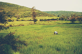 Farmer working in lush green rice paddy field