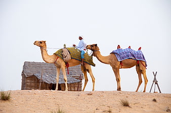 Bedouin man riding camel in desert with traditional hut