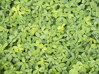 Top view of green clover leaves with water droplets