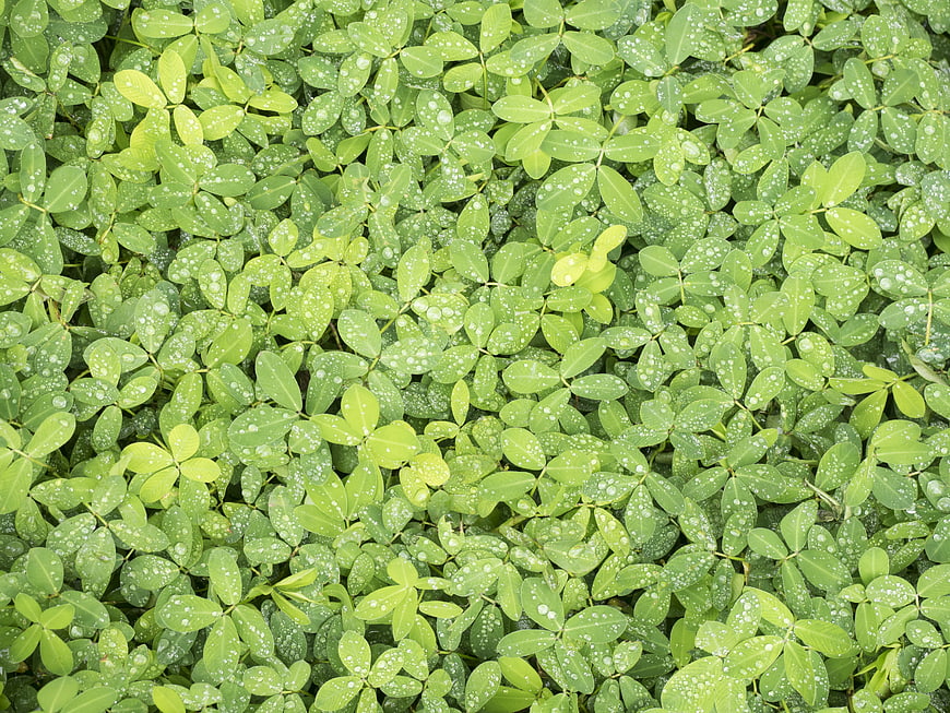 Top view of green clover leaves with water droplets