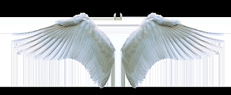 White Angel Wings Isolated on White Background