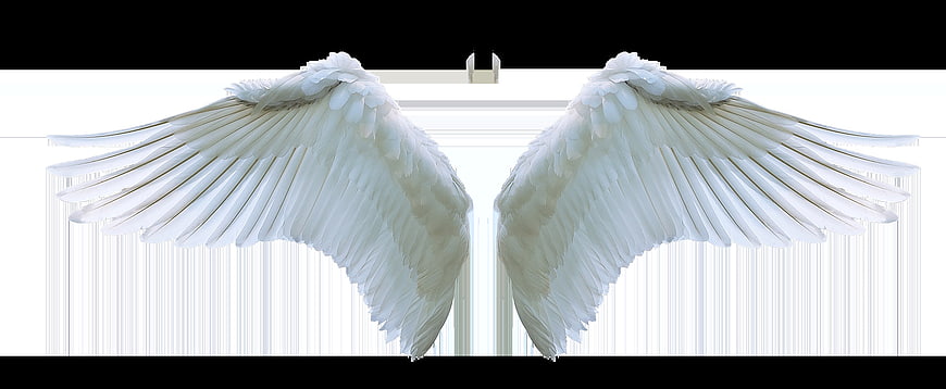 White Angel Wings Isolated on White Background