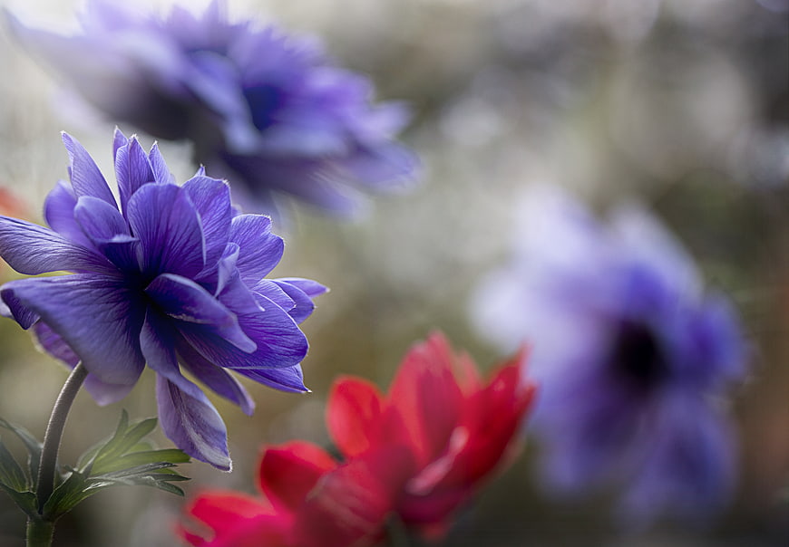 Close-up of purple pasque flower with red bloom background