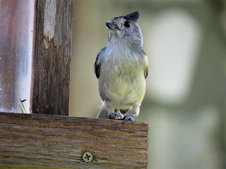 Tufted Titmouse perched on wooden bird feeder