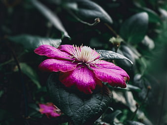 Vibrant Pink Clematis Flower Close-Up in Garden