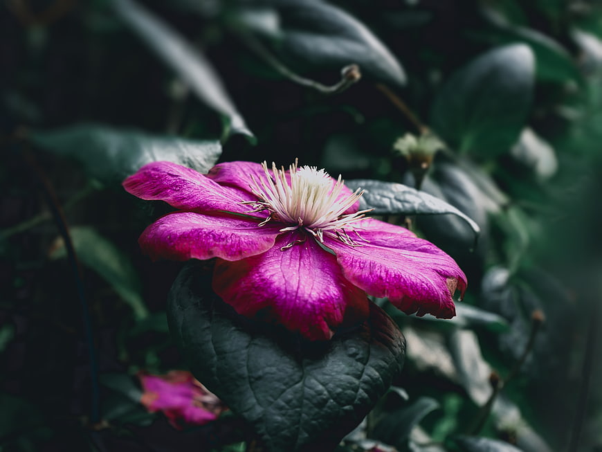 Vibrant Pink Clematis Flower Close-Up in Garden