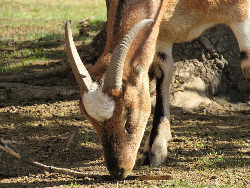Close-up of a brown goat with curved horns grazing on dry ground