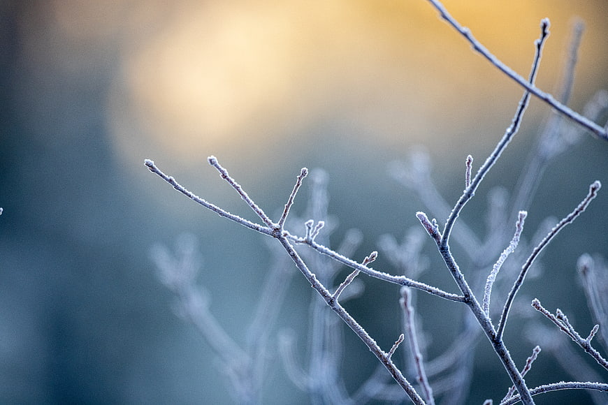 Frosty Tree Branches with Golden Bokeh Background