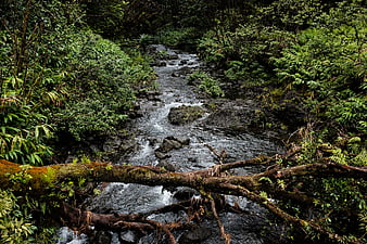 Mossy fallen tree across a rocky forest stream