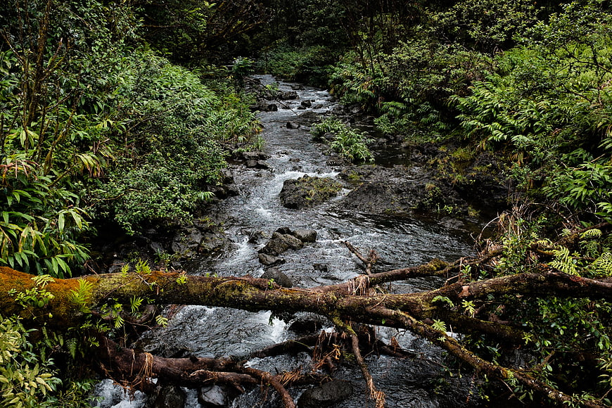 Mossy fallen tree across a rocky forest stream