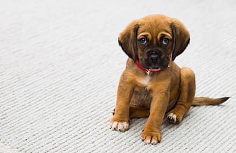 Adorable brown puppy sitting on textured rug