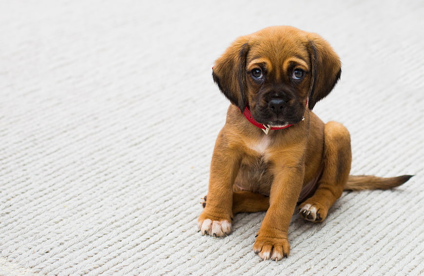 Adorable brown puppy sitting on textured rug