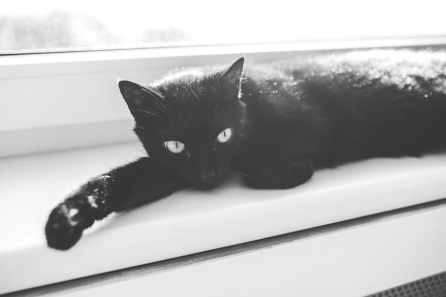 Black cat stretching on white windowsill in black and white