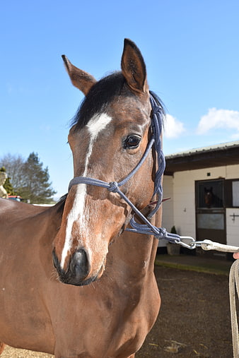 Brown Horse with White Blaze in Stable Yard