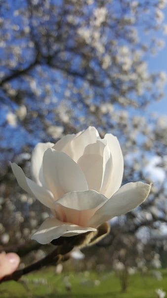 Close-up of white magnolia blossom against blue sky