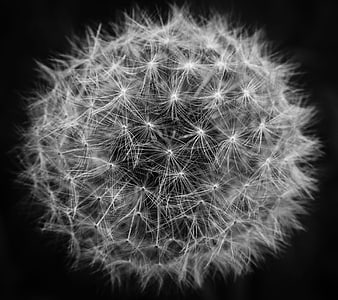 Macro Black and White Dandelion Seed Head
