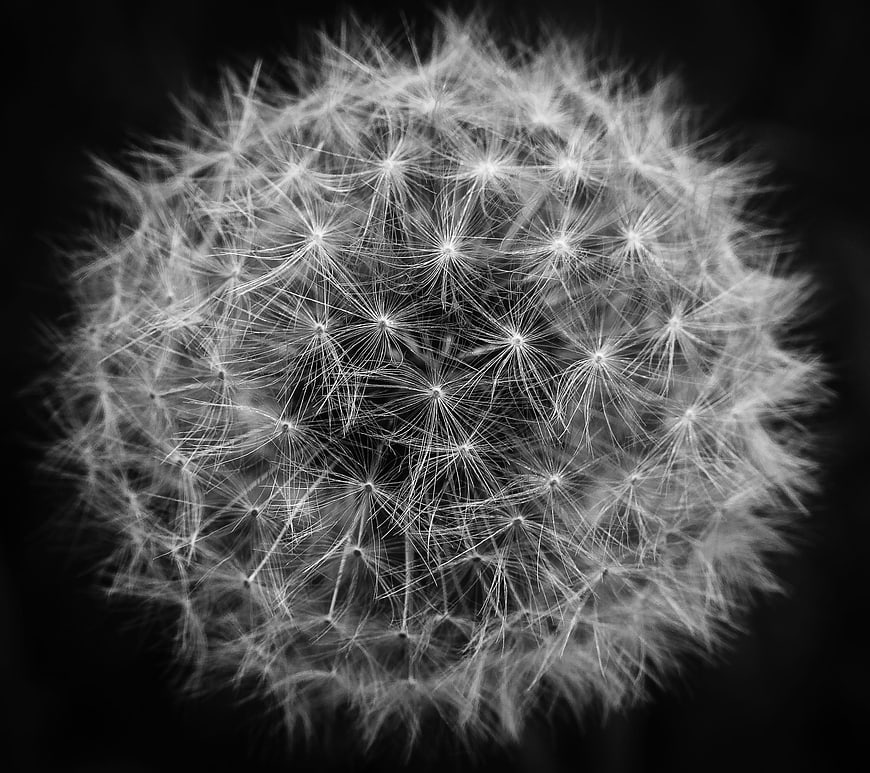 Macro Black and White Dandelion Seed Head