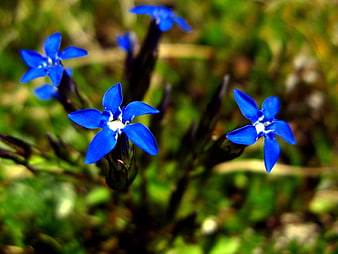 Vibrant Blue Gentian Flowers in Alpine Meadow