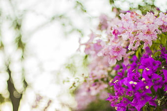 Vibrant purple and pink flowers with soft bokeh background