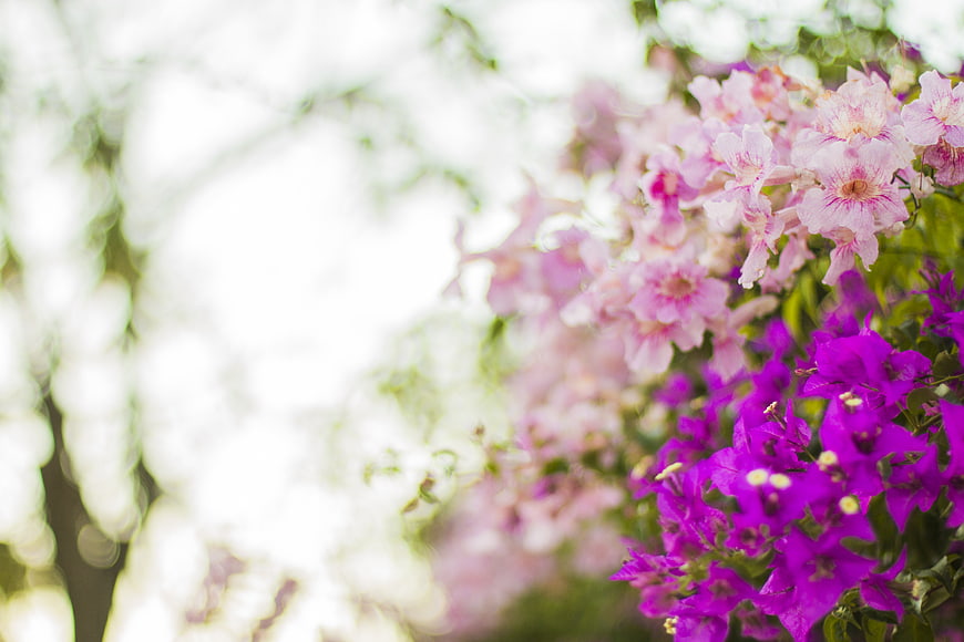 Vibrant purple and pink flowers with soft bokeh background