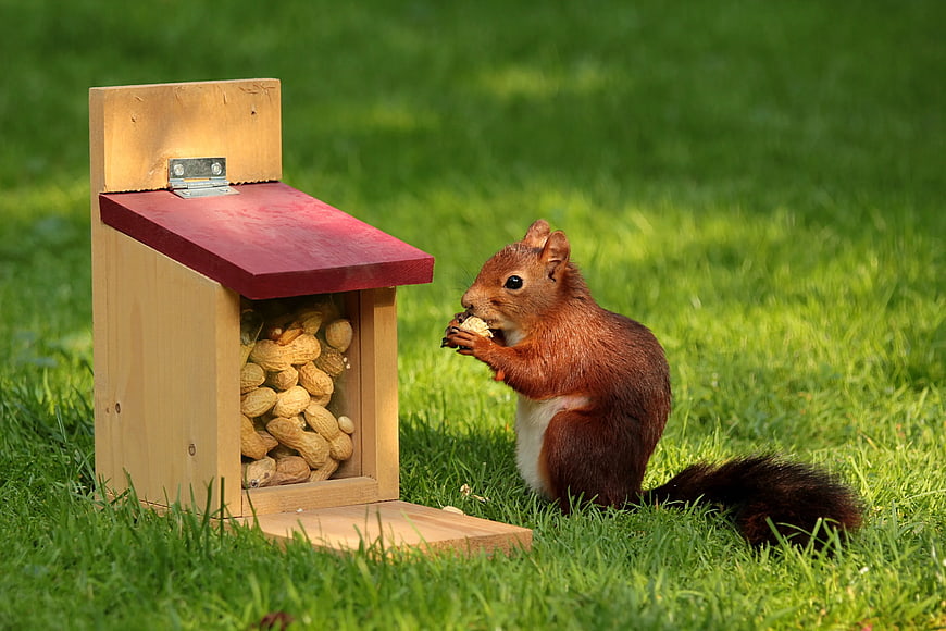 Red squirrel eating peanut near wooden feeder on grass