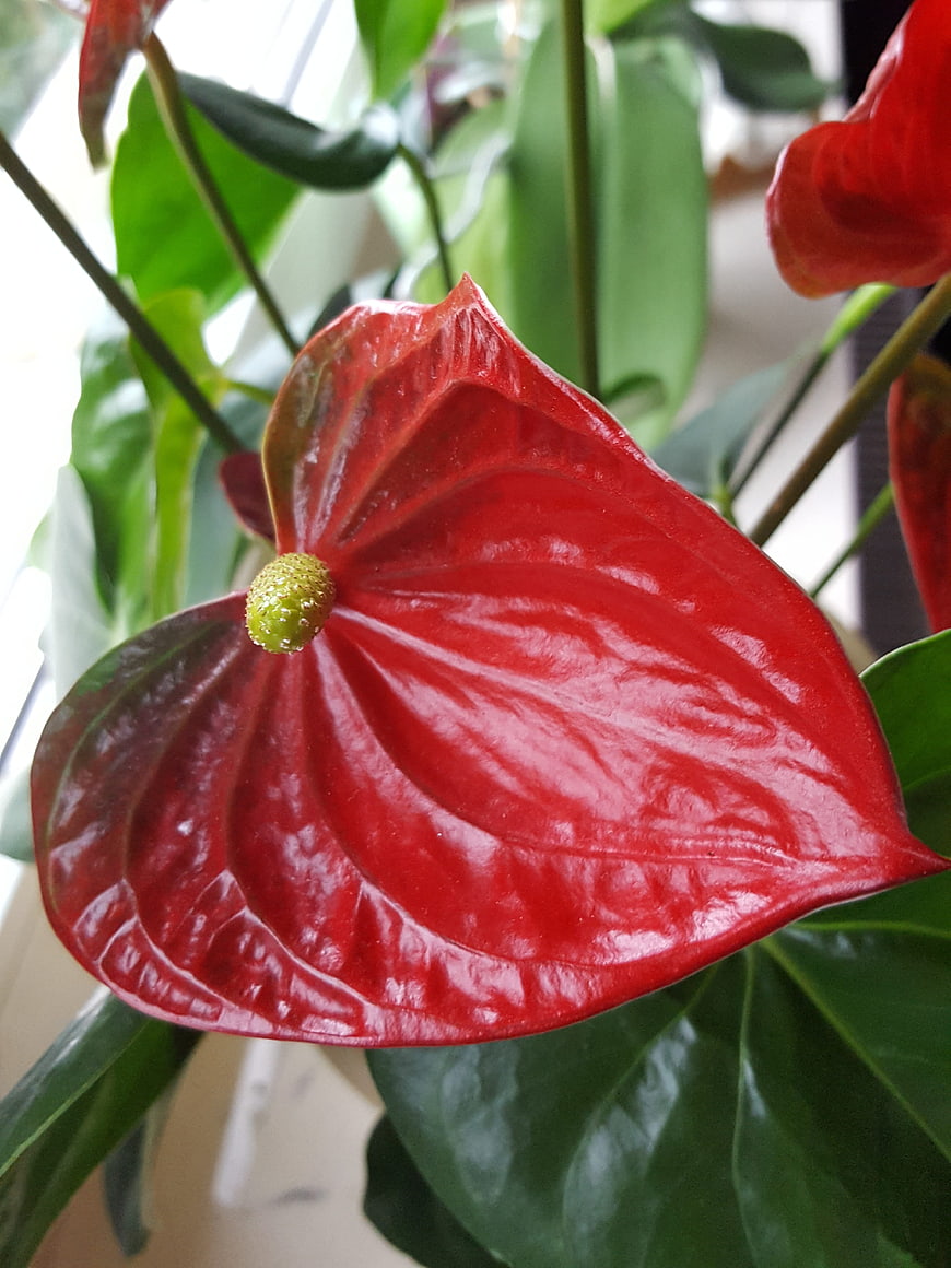 Close-up of vibrant red anthurium flower with green leaves