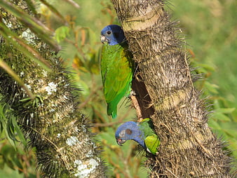 Two Blue-headed Parrots Nesting in a Spiny Tree Trunk