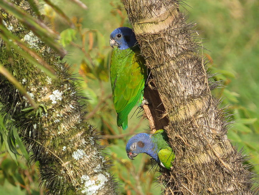 Two Blue-headed Parrots Nesting in a Spiny Tree Trunk