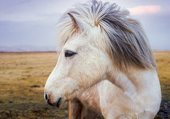 Close-up of a white Icelandic horse in a field